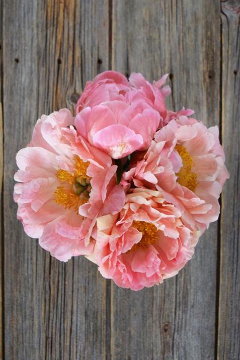 CORAL CHARM 50/  CORAL PEONIES